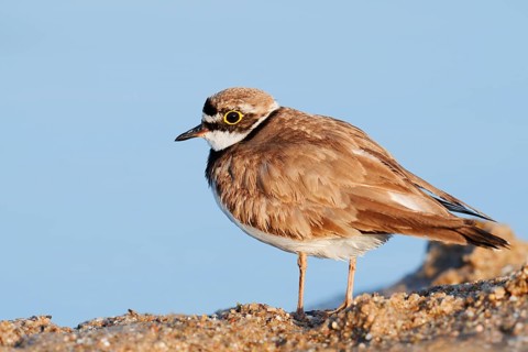 Little Ringed Plover (Charadrius dubius), North Rhine-Westphalia, Germany