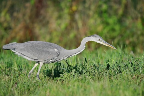 Grey heron (Ardea cinerea) foraging in a meadow, North Rhine-Westphalia, Germany