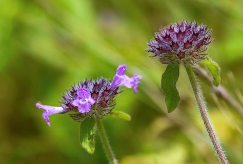 Clinopodium vulgare, common swirl dost, lamiaceae, mint, swirl dost, flora, plants, wild basil