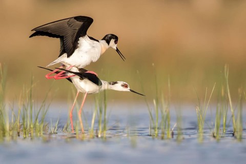 Black-winged Stilt (Himantopus himantopus) pair mating, Romania