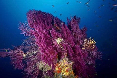 Vibrant purple coral formations of violescent sea-whips (Paramuricea clavata) underwater, stunning