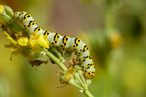 Cucullia lychnitis, grey-pollinated woolly monk, Shargacucullia lychnitis, later mullein monk,