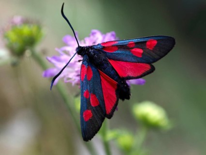 A black-and-red horseshoe-clover burnet (Zygaena transalpina), also known as the burnet moth or