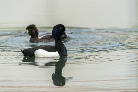 Aythya fuligula, heron duck, tufted duck, anatidae, birds, ducks, ducks, duckbirds, female, male,