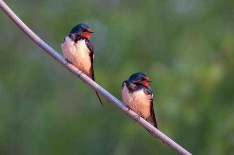 Hirundo rustica, house martin, swallow, birds, female, male, passeri, swallows, songbirds,