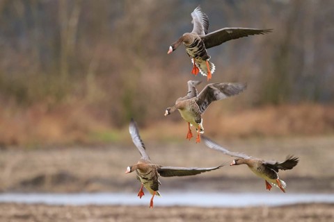 Greater White-fronted Goose (Anser albifrons) flying, North Rhine-Westphalia, Germany