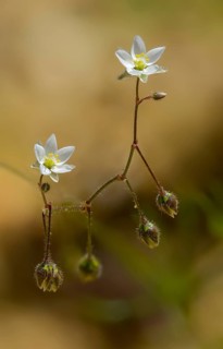 Acker-spark, Acker-Spoergel, Field-Spark, Spergula Arvensis, Corn Spurry, Flora, High Size,