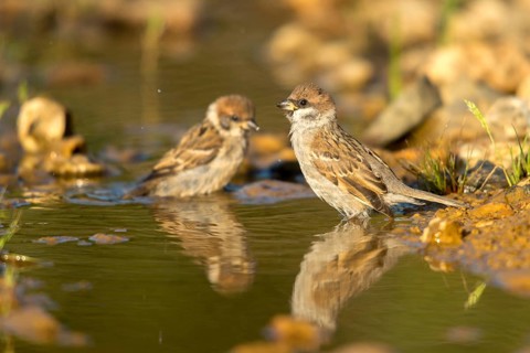 Tree Sparrow, Passer Montanus, Sparrow, Tree Sparrow, Bath, Bird Bath, Birds, Mirror, Passeri,