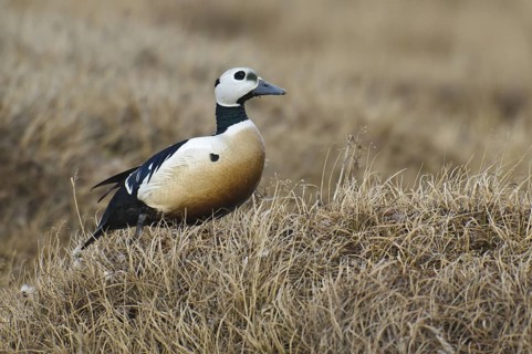 Steller's Eider (Polysticta stelleri) male, Alaska, USA