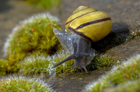 Banded snails, cepaea, cepaea nemoralis, grove snail, hornsnail, helicidae, snails, black-mouthed