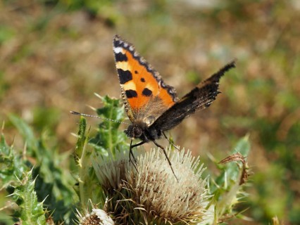 Side view of a butterfly with orange wings, the Small tortoiseshell (Aglais urticae), on a thistle,
