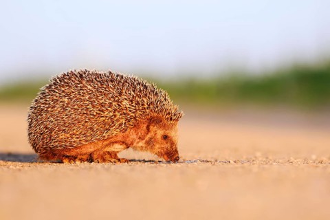 Brown-breasted hedgehog or Western European hedgehog (Erinaceus europaeus) drinking from a puddle,