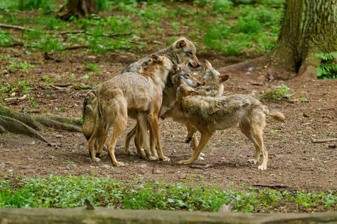 A pack of wolves stands together and displays interactive behaviour in the forest, summer, wolf