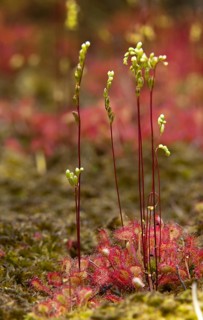 Brosswort, Bullwort, Drosera rotundifolia, Droseraceae, Lord's Spoon, Sky Spoon, Sky Dew, Roundleaf