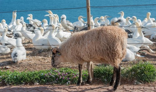 Sheep, domestic sheep (Ovis gmelini aries, syn. Ovis aries), grey-horned heath sheep, standing by a