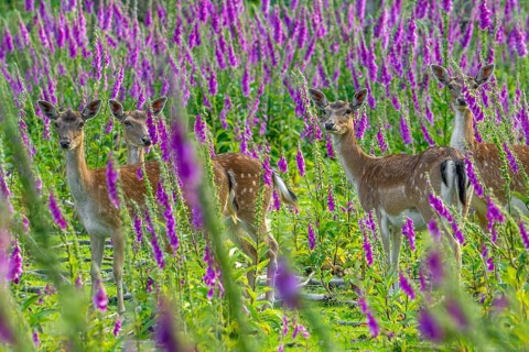 European fallow deer (Dama dama) four foraging does, females hiding in grassland, meadow with
