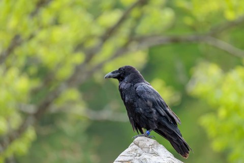 A common raven (Corvus corax) perches on a rock at the edge of a forest on a cloudy spring day.