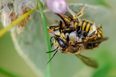 Anthidium manicatum, apidae, bees, European wool carder bee, garden woolbee, large woolbee,
