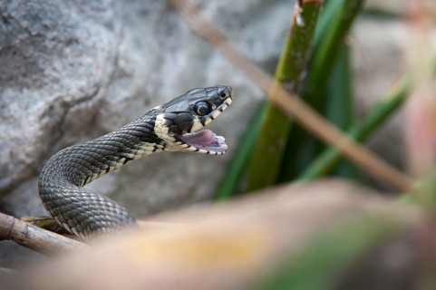 Grass Snake, Natrix Natrix, Grass Snake, Critters, Reptilia, Reptiles, Ringed Snakes, Snakes, Water