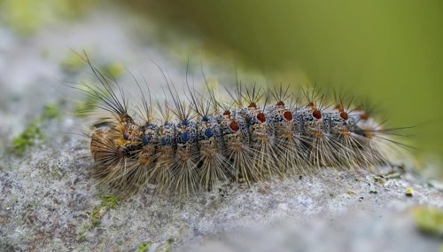 Gypsy moth, Lymantria dispar, spongemoth, butterfly, inchworm, insects, moths, moths, moths,