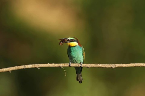 A bird is perched on a branch, holding a bee in its beak: a bee-eater (Merops apiaster),