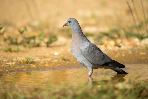 Columba Oenas, Holdove, Stock Pigeon, Bath, Bathe, Bird Bath, Birds, Columbidae, Doves, Adolescent,