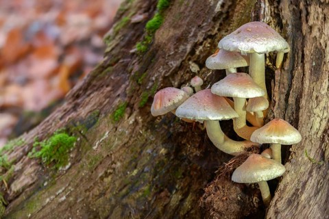 Hypholoma lateritium, hypholoma sublateritium, naematoloma sublateritium, brick cap, brick top,