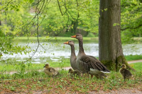 Anser Anser, Dunenjunge, Elsteral, Germany, gray goose, Greiz, Greizer Park, Grelag Goose, chicks,