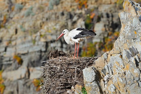 White stork (Ciconia ciconia) standing on a nest on the rocky coast, Parque Natural do Sudoeste