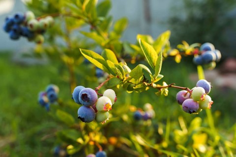 Blueberries on a bush in sunlight. Ripening blueberries (Vaccinium corymbosum) grow in the farmer's