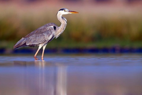 Great Egret, Heron, foraging, (Ardea cinerea) Salalah, Raysut, Dhofar, Oman