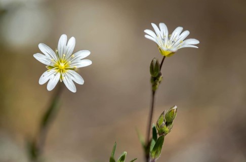 Field hornwort, caryophyllaceae, cerastium arvense, clove family, field chickweed, field mouse-ear,