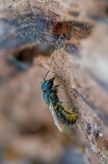 Common hole bee, common hole bee, hymenoptera truncorum, hymenoptera, hole bee, ridge-saddled