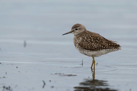 Bruchwasserlaeufer, tringa glareola, wood sandpiper, birds, charadriiformes, limikolen, snipe