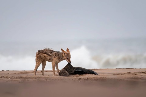 Black-backed jackal (Canis mesomelas) feeding on a dead seal on the beach, Atlantic coast, Namib