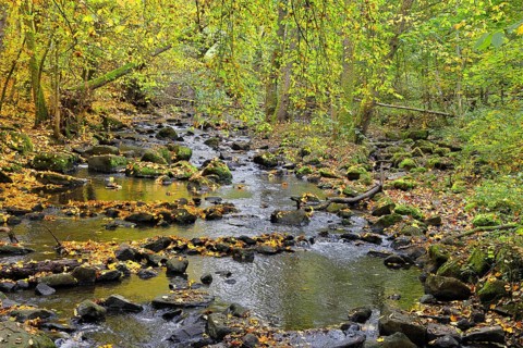 Stream with many stones in a forest with autumn-colored trees, autumn, autumn leaves,