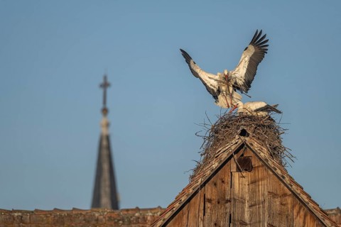 Two white storks (ciconia ciconia) at the start of the nesting season. One is on the nest while the