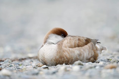 Red-crested Pochard (Netta rufina), female resting on the shore, Lake Constance, Baden-Württemberg,