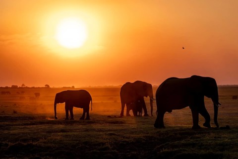 African elephant (Loxodonta africana), silhouette, sunset, atmospheric light, Ihaha, Chobe National