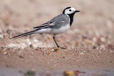 Wagtail, Motacilla Alba, White Wagtail, Birds, Passeri, Songbirds, Birds