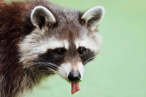 Raccoon (Procyon lotor) with its tongue sticking out, portrait, North Rhine-Westphalia, Germany,
