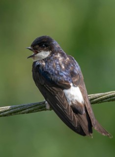 Delichon urbica, house martin, house martins, birds, high size, portrait format, passeri, swallows,