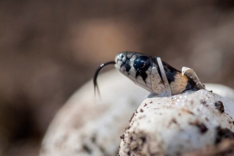 Grass Snake, Natrix Natrix, Grass Snake, Clutch, Critters, Eggs, Reptilia, Reptilia, Reptiles,