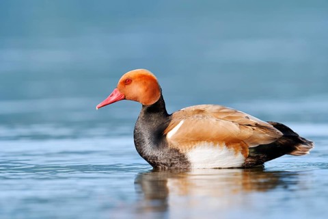 Red-crested Pochard (Netta rufina), drake, Lake Constance, Baden-Württemberg, Germany