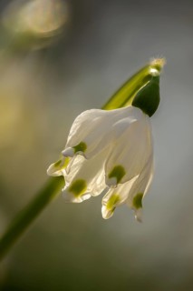Amaryllidaceae, spring knot flower, leucojum vernum, fairy tale cup, daffodil, flora, spring, high