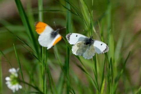 Anthocharis cardamines, aurorae, orange tip, butterfly, insects, mating, butterflies, butterflies