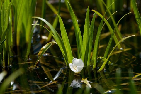 Frogbite family Hydrocharitaceae, Stratiotes aloides, Flora, Crab Scissor, Plants, Water Pineapple,