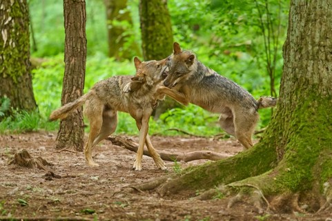 Two wolves are fighting in a green forest, summer, wolf (Canis lupus), Germany