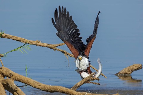 Black eagle hunting, prey, fish, (Haliaeetus vocifer), Africa, Zambia