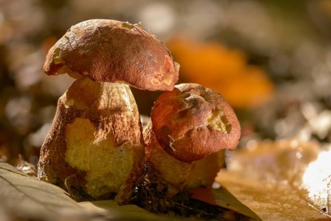 Aspen redcap, deciduous forest redcap, leccinum albostipitatum, leccinum aurantiacum, leccinum